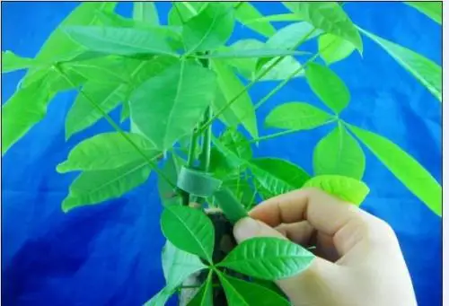 Reusable Garden Plant Multipurpose Ties