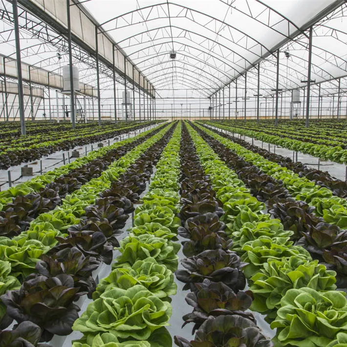 Agricultural Equipment Steel Frame Serre Tunnel Greenhouse