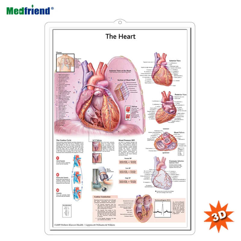 
Licensed Educational Plastic 3D Medical Anatomical Wall Chart /Poster - The 3D Heart Anatomical Heart 