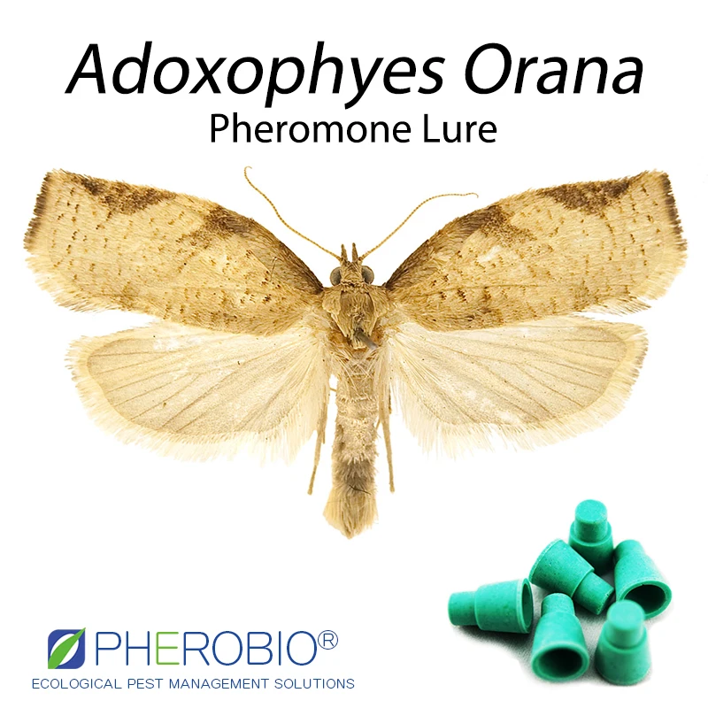  Летняя приманка для фруктов Tortrix Adoxophyes Orana pheromone