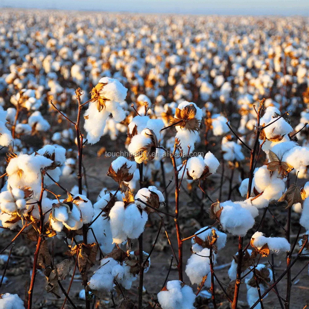 2021 Touchhealthy supply new supplier cotton seeds for growing 500gram/bags