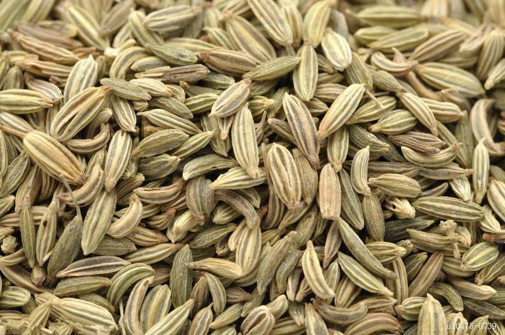
Food Grade Pure NaturalCC fennel seeds 