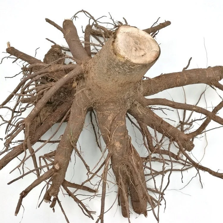 
fresh fast growing hybrid paulownia 9502 big stump 2-3years with phytosanitary certificate for lumber 