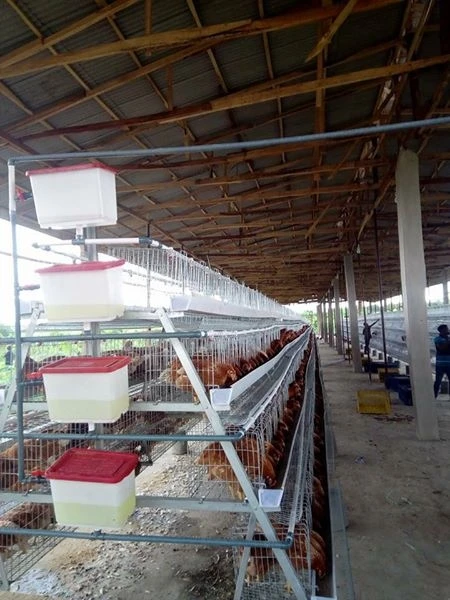 factory directly price boiler cages,animal cage/bird breeding cages/layer cages,chicken cage   (lydia whatsapp: +8615965977837