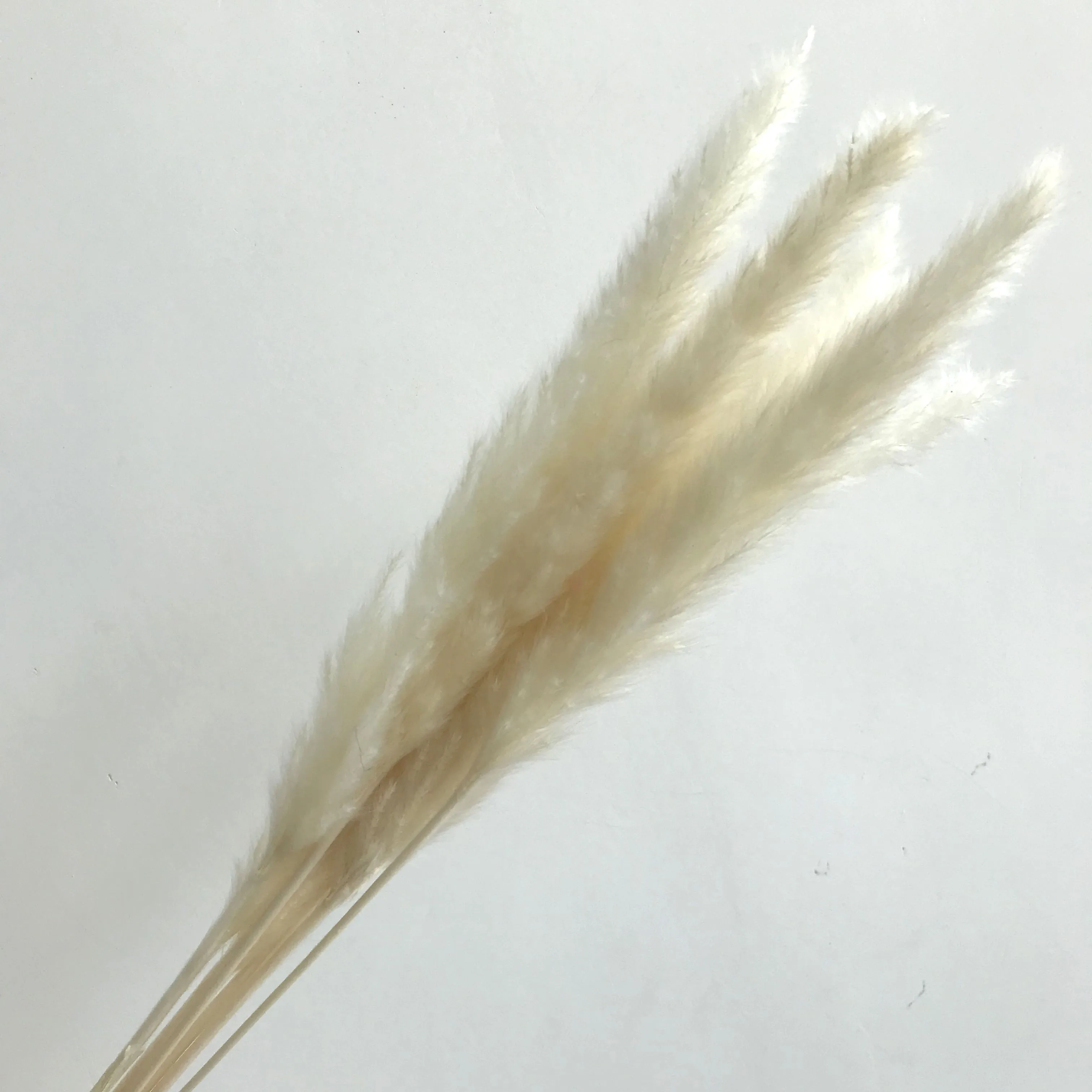 dried flowers painting dried flowers singapore