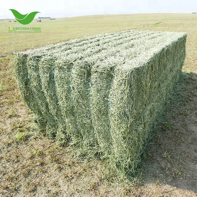 T & H Альфальфа по хорошей цене для продажи