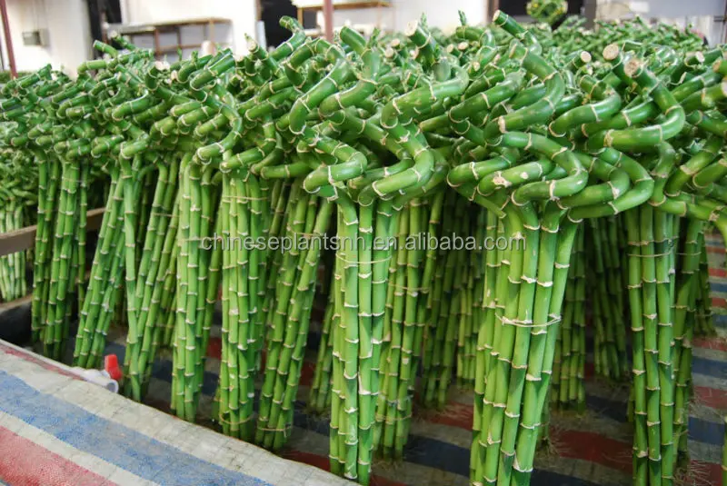 
spiral lucky bamboo, DRACAENA SANDERIANA, aquatic feng shui plants nursery garden decoration 