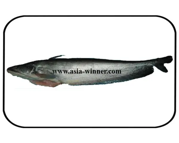 Boal Fish Gutted - Wallago attu