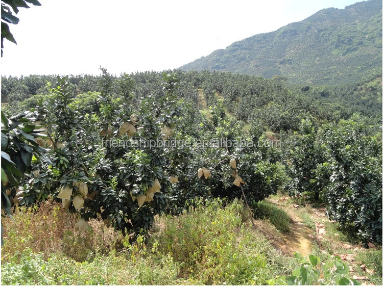 
pomelo tree seedling 