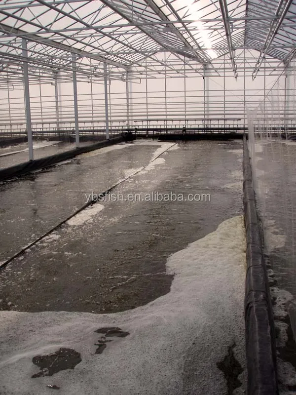 Recirculation Aquaculture Systems for shrimp increase productivity and profitability