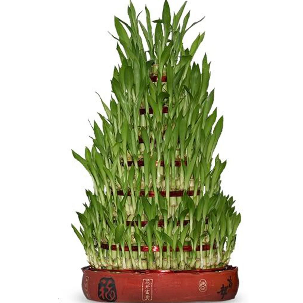 Good Price high quality Live Plants Lucky Bamboo