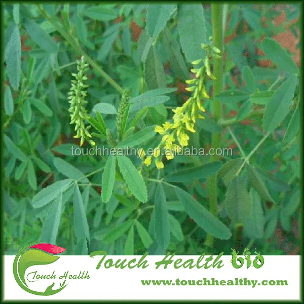 2021 Семена сладкого клевера/Семена сладкого клевера Дагестана/семена травы