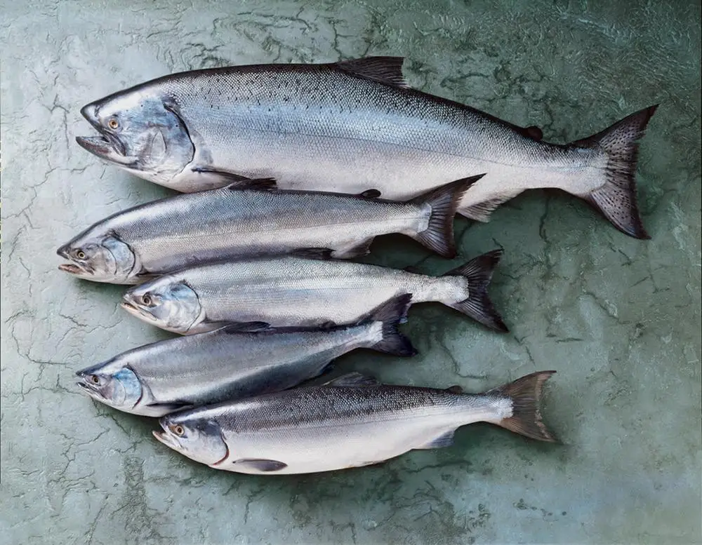 Wild Caught Pacific Salmon (Alaska)