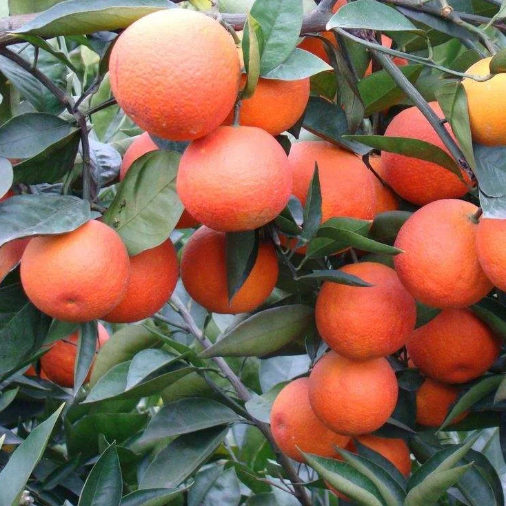 
red orange Blood orange tree Sweet Blood Navel Orange Trees 