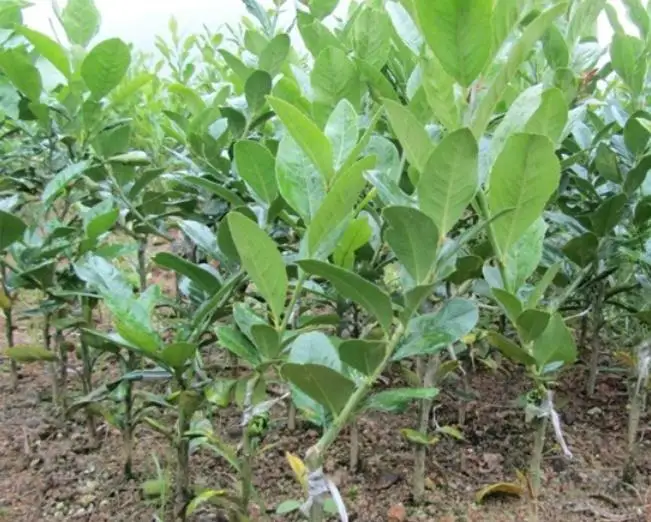 1 кг, новинка, лидер продаж, Семена лимона для посадки