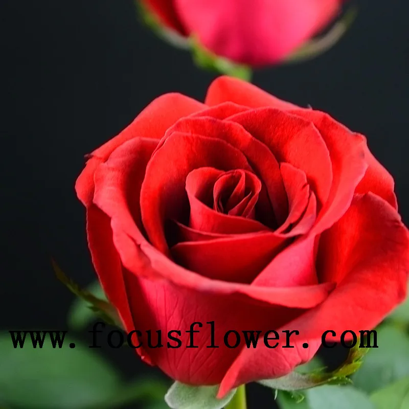 high-level wholesale high quality fresh cut rose flower ecuador carola rose from rolane/china wholesale fresh cut flowers