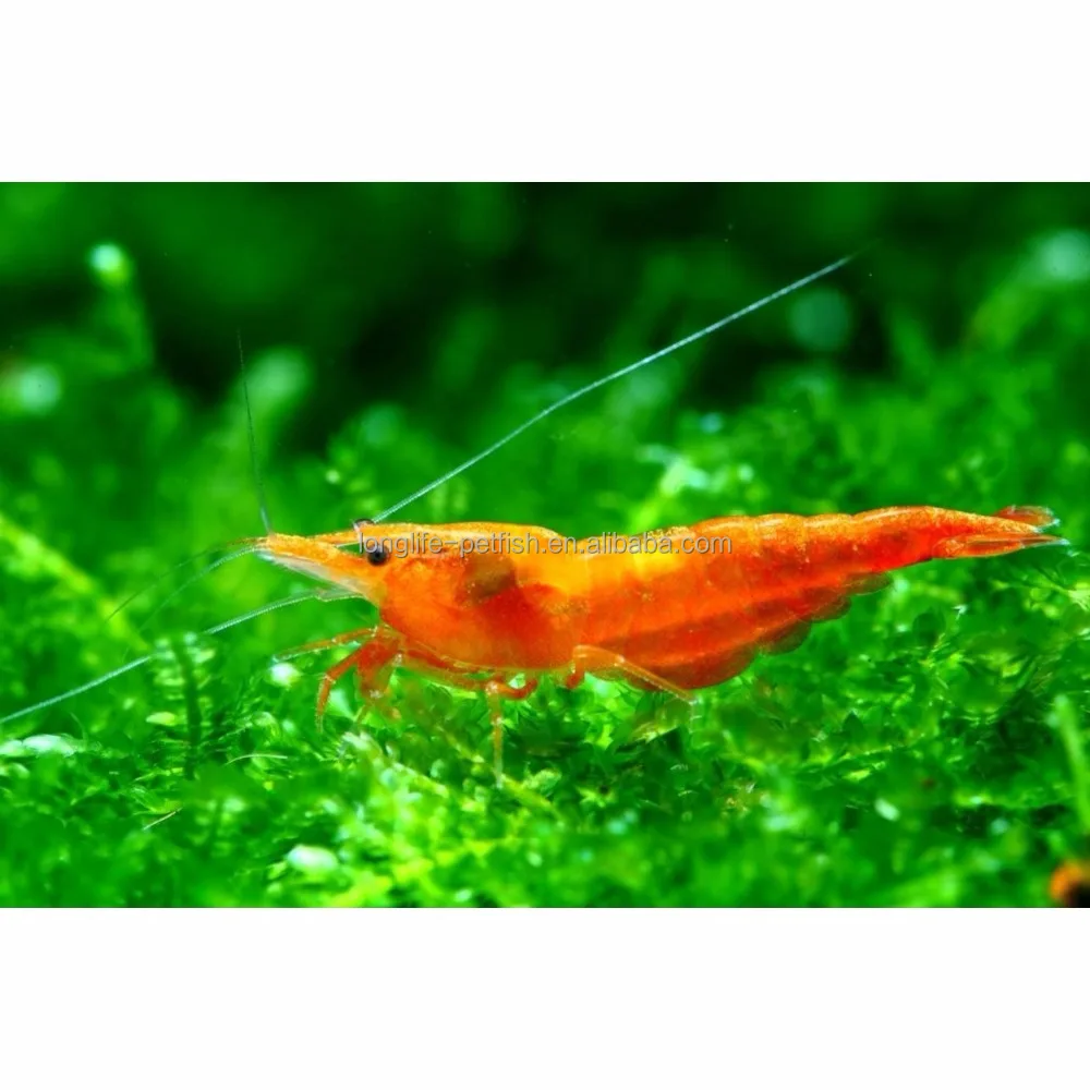 
Live Tropical Neocaridina Sunkist Shrimp 