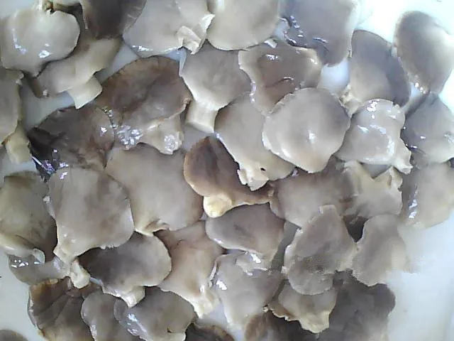 
canned abolane mushroom in vacuum bags 