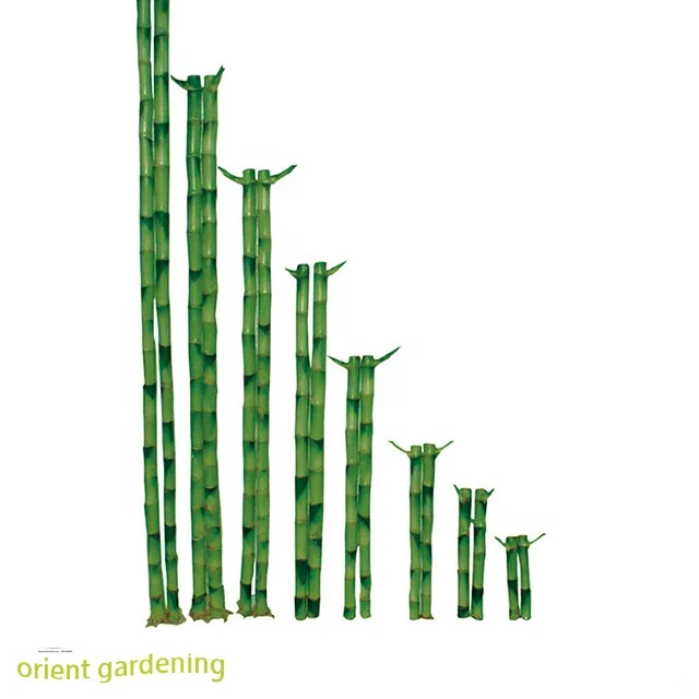  Прямые счастливые бамбуковые спиральные растения Dracaena