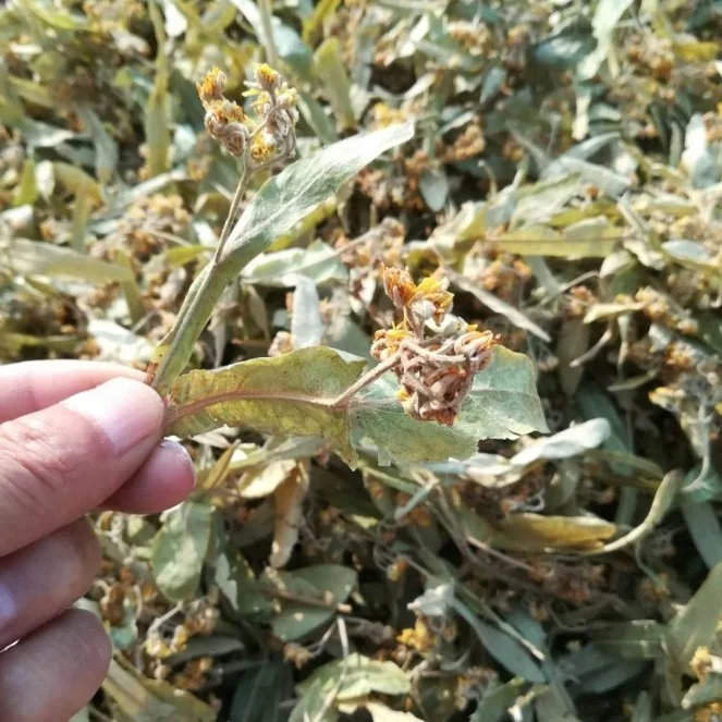 
2020 Organic Dried Linden Flowers Tilia miqueliana Maxim supplier 