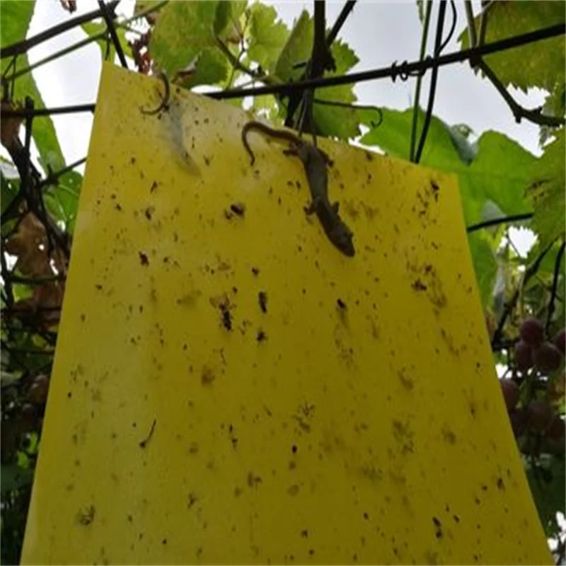 Yellow Sticky Cards Insect Glue Board Paper Strong Attract Sticky Card Pheromone Traps For Pests Control