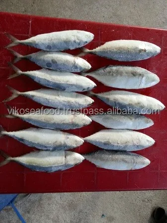 INDIAN MACKEREL FOR SALE