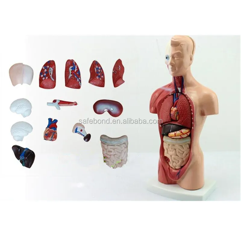 Half Body Human Anatomy Organs Model Manikin Medical Science Teaching Model Plastic Human Body Parts Medical School Carton Box