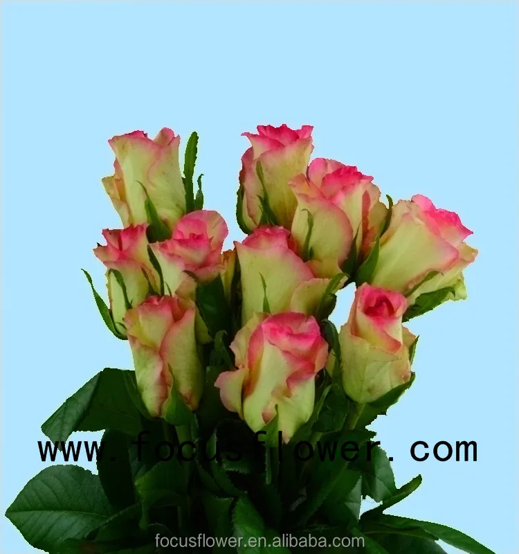 Names of flowers used to decorate high quality fresh cut flowers hopeshow rose from yunnan province
