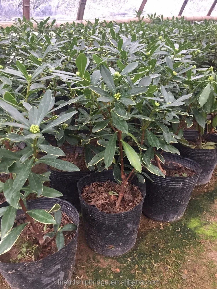 
Fragrant Flowering Tree Winter Daphne Daphne Odora Plants 