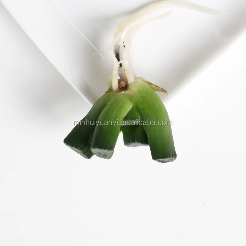 wholesale breed base mini succulent plants Haworthia for nursery