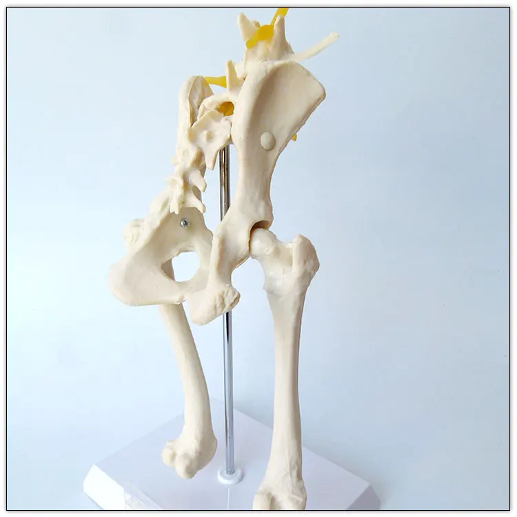 Dog Hip Joint Skeleton Medical Model