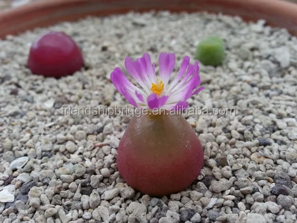 Mini size beautiful Conophytum burgeri succulent bonsai for sale