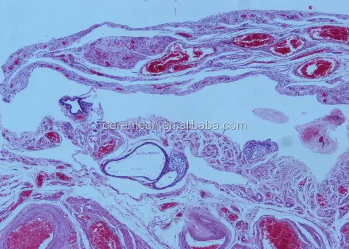 Human prepared histology slides