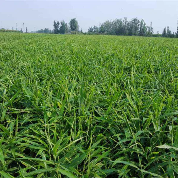 Shampoo Using 5% Gingerols water soluble ginger extract