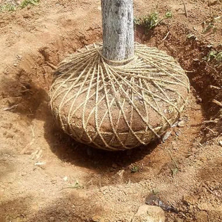 Backhoe loader with small transplanting tree spade  with a tree spade