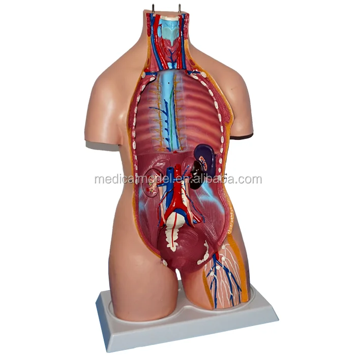 Standard plastic human torso anatomy model, 85cm torso model 32 parts