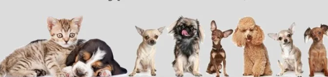 
OWENS Animal medicine 99% levamisole hcl tablet 150mg for pigeon powder price buy levamisole hydrochloride 