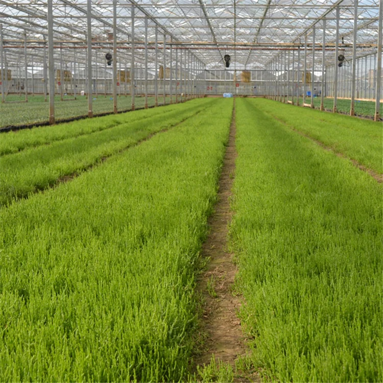 
Salicornia Europaea Seeds for Growing 