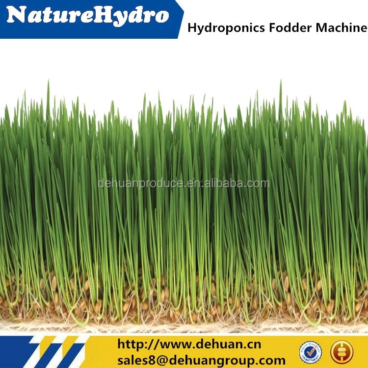 Hot sale commercial bean sprout machine /hydroponic fodder machine in greenhouse