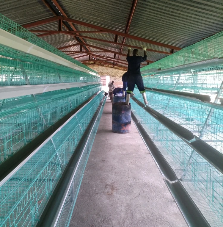chicken equipment for sale in south Africa 30,000 layers project design layer chicken cage