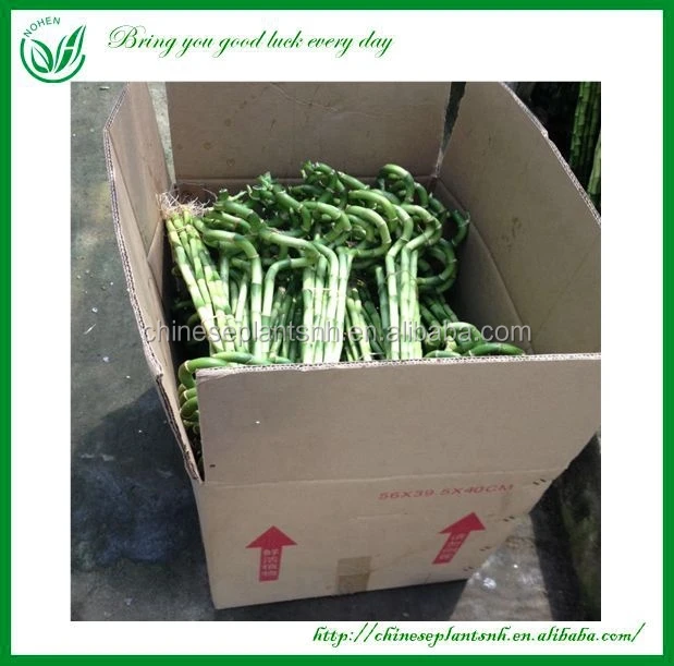 
Dracaena Lucky Bamboo Wholesale 