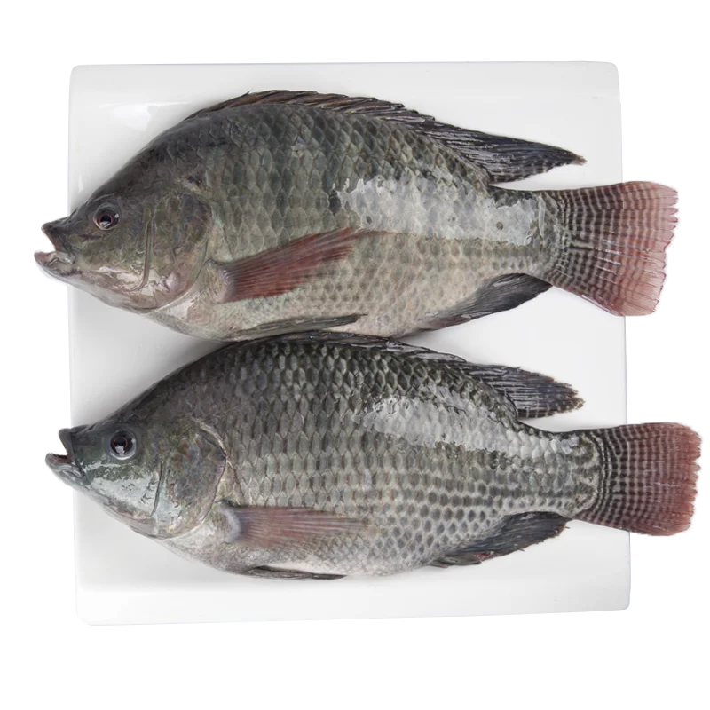 New season tilapia fish frozen fish for sale