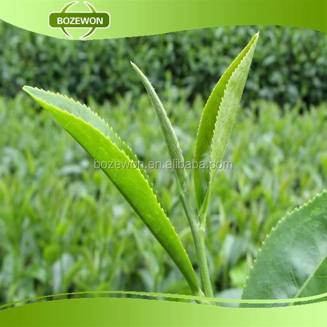food additive epimedium extract powder with 10% 20% 60% 98%