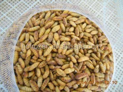 
Frozen IQF silkworm 