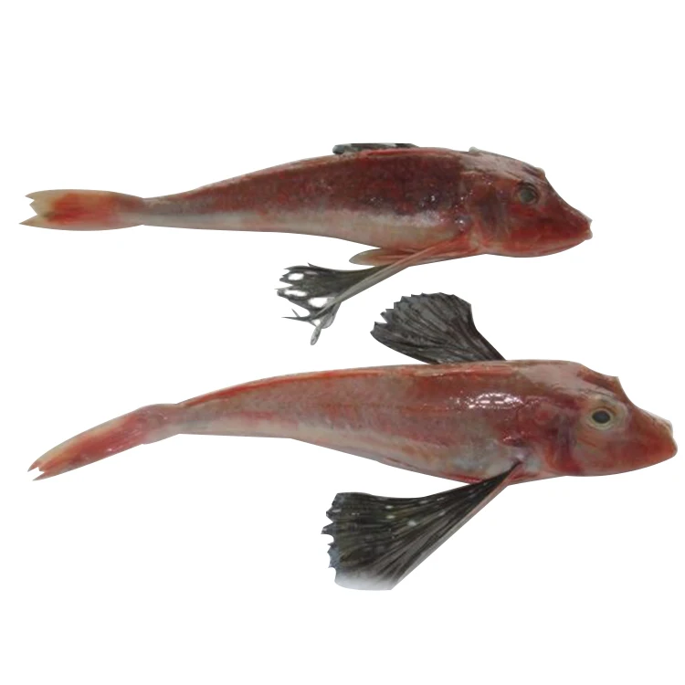 
wholesale cheap price IQF Frozen Fish Fillet Frozen Red Gurnard For Sale 