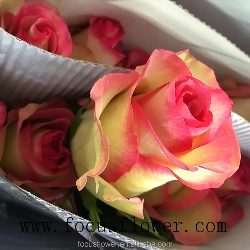 Wholesale fresh cut flowers Columbia rose new arrival hopeshow rose with 20 stems/bundle