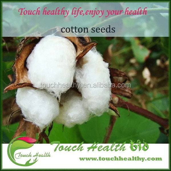 
2021 Touchhealthy supply High Quality Cotton Seeds 500gram/bags 