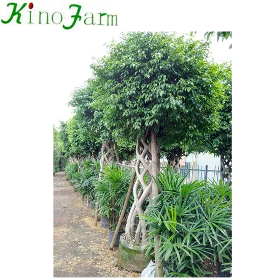 Фикус Кейдж фикус микрокарпа