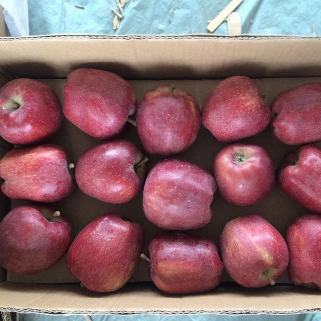 
red delicious apple 