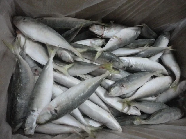 
Frozen Horse Mackerel Fish whole Round Big Eye Scad Jack Mackerel 